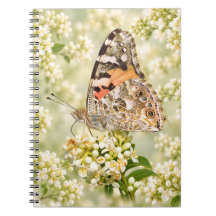 Distelfalter auf weißen Blüten