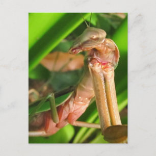 Distracted Mantis b ~ Postkarte