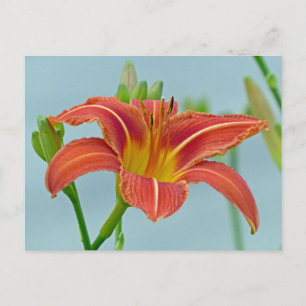 Ditch Lily Postkarte