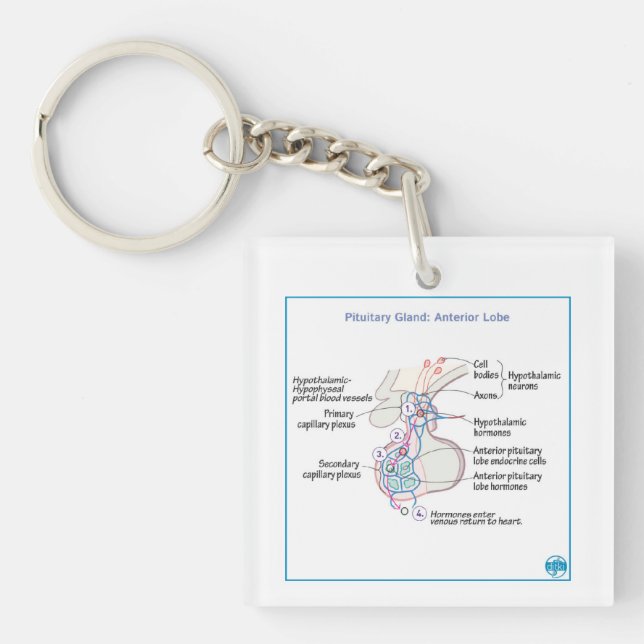 DITKI Anterior Pituitary Physiology Schlüsselanhän Schlüsselanhänger (Vorderseite)