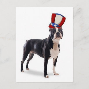 Ditzy Dogs~Original Postcard~Boston Terrier Postkarte