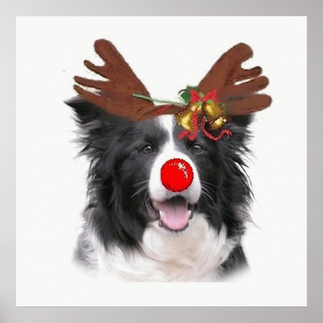 Ditzy Dogs~Original Poster~Border Collie Poster (Vorne)
