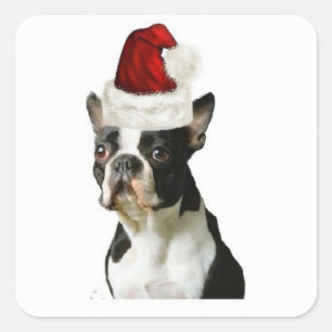 Ditzy Dogs~Original Sticker~Boston Terrier Quadratischer Aufkleber