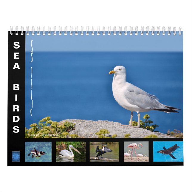 Divers oiseaux de mer calendrier 12 mois (Protection)