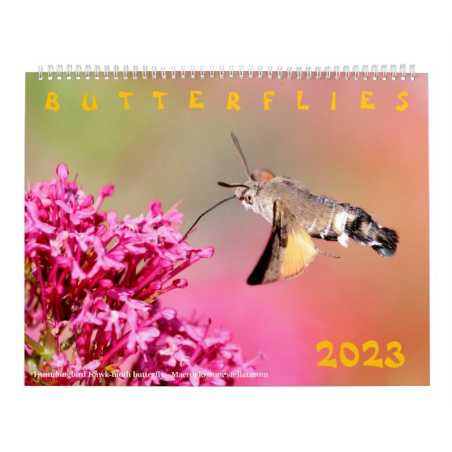 Divers papillons pour calendrier 2023 (Protection)