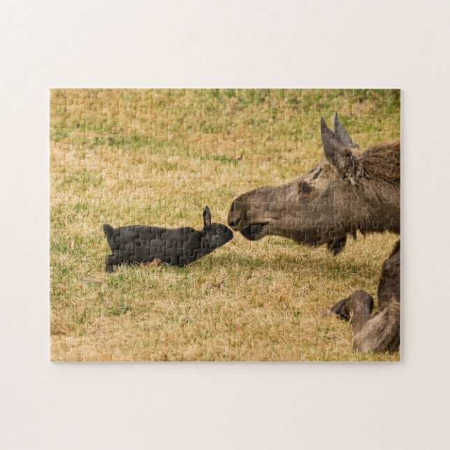 Diversity (Horizontal)