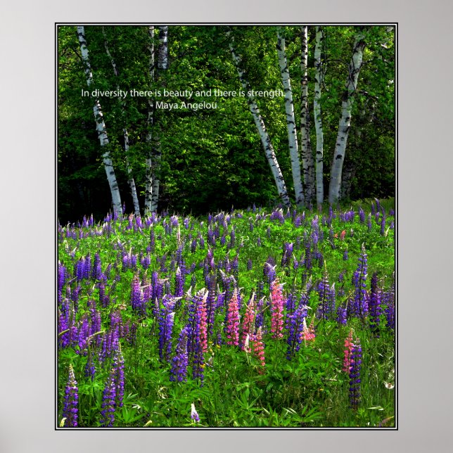 Diversity in einem Lupinefeld Poster (Vorne)