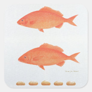 Dives Five Thousand 2005 Quadratischer Aufkleber