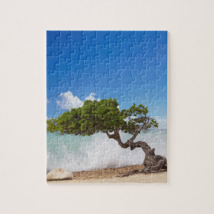 Divi Divi Baum, Eagle Beach, Aruba, Karibik