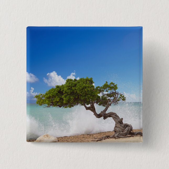 Divi Divi Baum, Eagle Beach, Aruba, Karibik Button (Vorderseite)