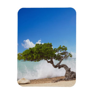 Divi Divi Baum, Eagle Beach, Aruba, Karibik Magnet