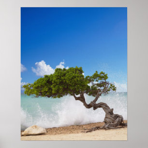 Divi Divi Baum, Eagle Beach, Aruba, Karibik Poster