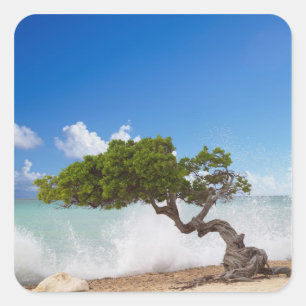 Divi Divi Baum, Eagle Beach, Aruba, Karibik Quadratischer Aufkleber