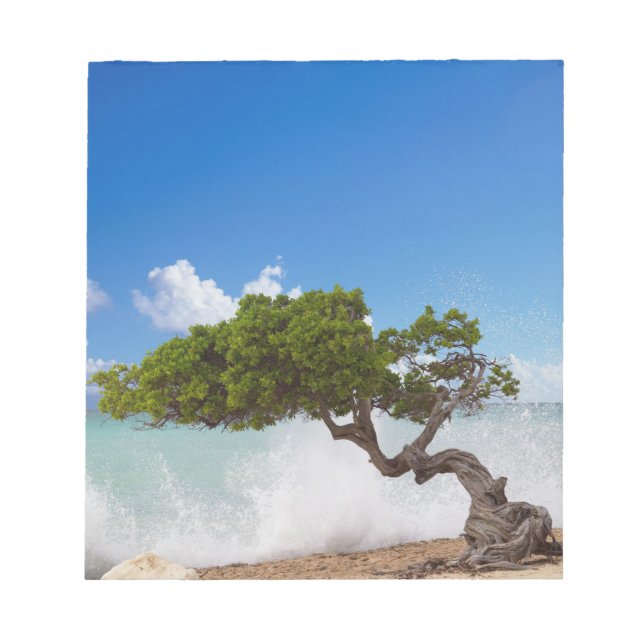 Divi Divi Tree, Eagle Beach, Aruba, Karibik Notizblock (Vorderseite)