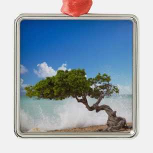 Divi Divi Tree, Eagle Beach, Aruba, Karibik Silbernes Ornament
