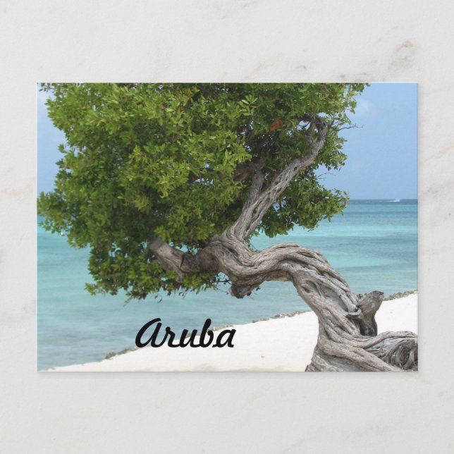 Divi Divi Tree in Aruba Postkarte (Vorderseite)