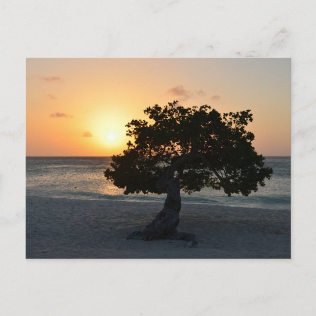 Divi Tree Sunset Postkarte (Vorderseite)