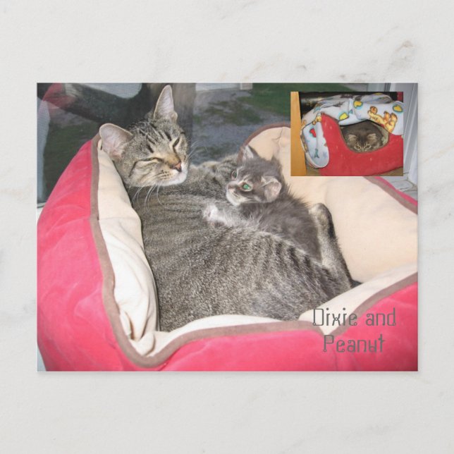 Dixie & Peanut im Erdnussbett Postkarte (Vorderseite)