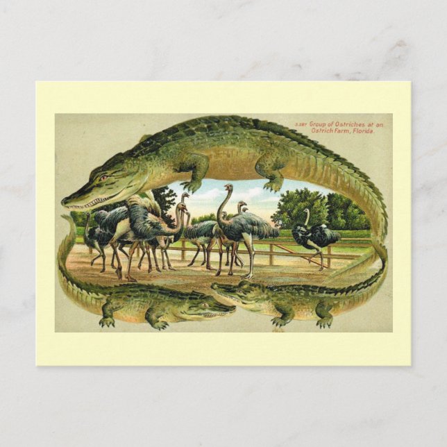 Dixieland Park, Jacksonville, Florida Vintag Postkarte (Vorderseite)