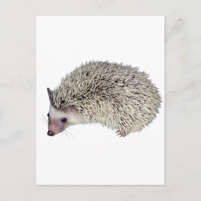DIY-Igel verlassen Postkarte (Vorderseite)