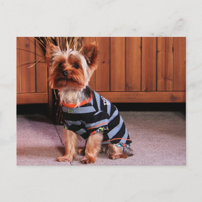 DJ - Yorkshire Terrier - Smith Postkarte (Vorderseite)