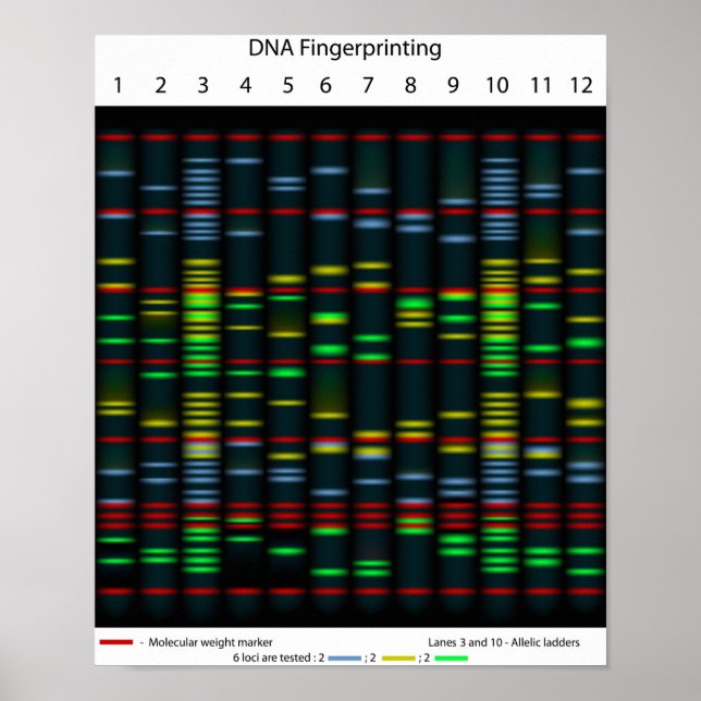 DNA-Fingerabdruckplakat Poster (Vorne)