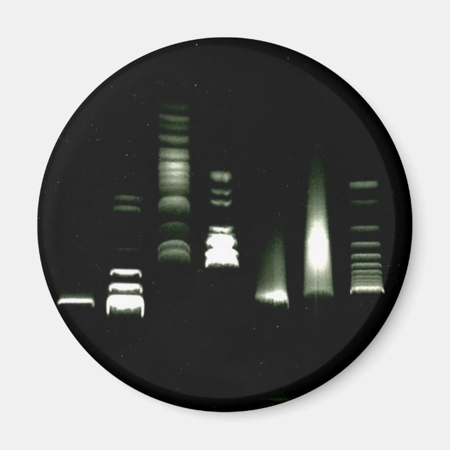 DNA-Gel-Elektrophorese-Magnet Magnet (Vorne)