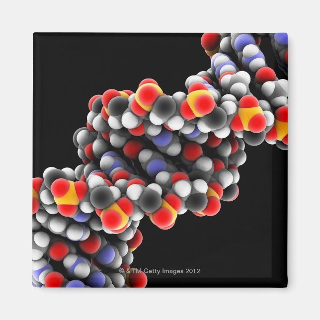DNA-Molekül. Molekulares DNA-Modell Magnet (Vorne)