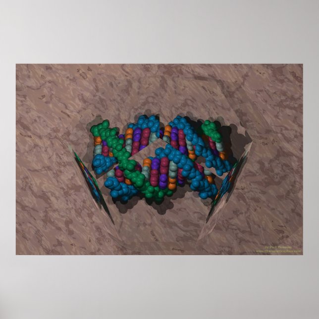 DNA Paperweight Poster (Vorne)