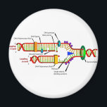 DNA-Replikation Magnet<br><div class="desc">DNA-Replikation</div>