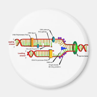 DNA-Replikation Magnet