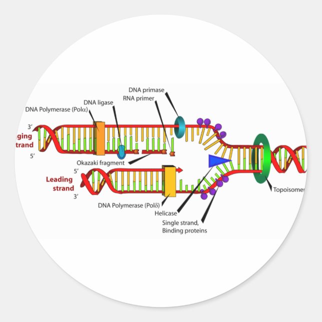 DNA-Replikation Runder Aufkleber (Vorderseite)