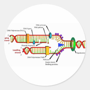 DNA-Replikation Runder Aufkleber