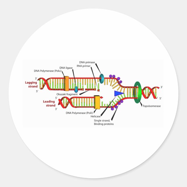 DNA-Replikation Runder Aufkleber (Vorderseite)