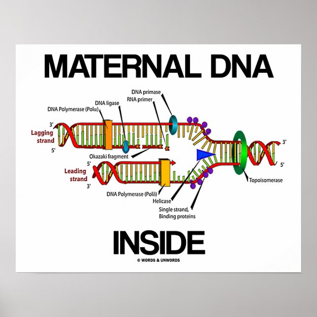DNA-Replikation von Späßen in der Muttersubstanz Poster (Vorne)
