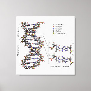 DNA-Struktur Deoxyribonukleinsäure Basendiagramm Leinwanddruck