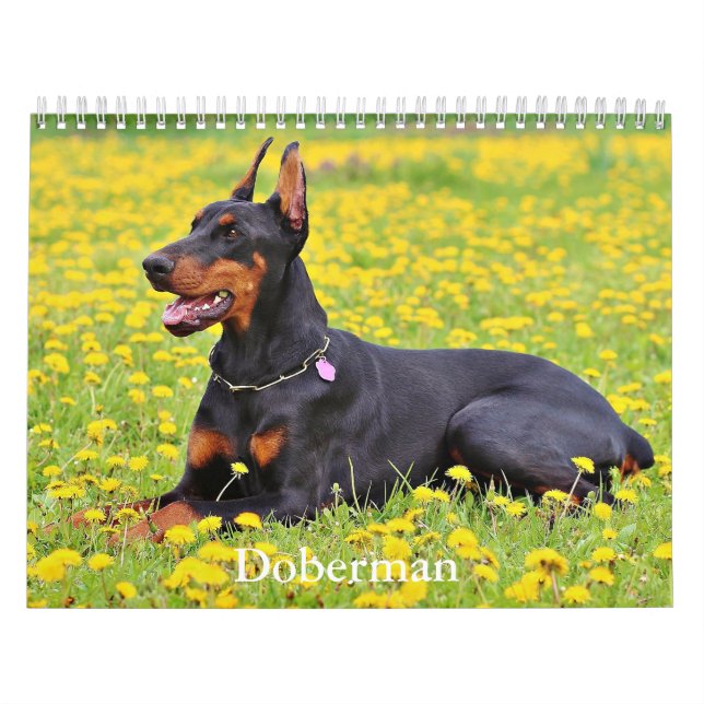 Doberman Dog Calendar Kalender (Titelbild)