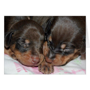 Doberman Dormir