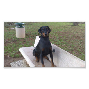 Doberman Flipper Fotodruck