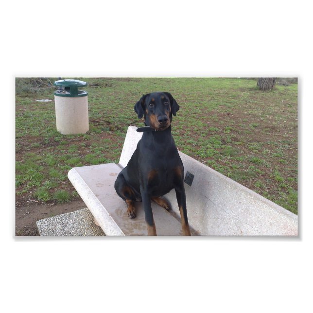 Doberman Flipper Fotodruck (Vorne)