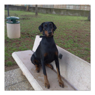 Doberman Flipper Poster