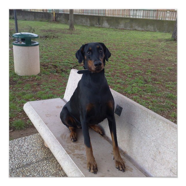 Doberman Flipper Poster (Vorderseite)