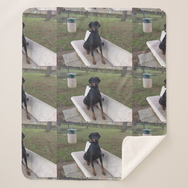 Doberman Flipper Sherpadecke (Vorderseite)