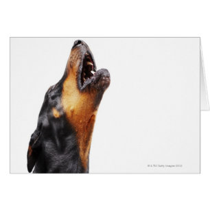 Doberman hewling, nah