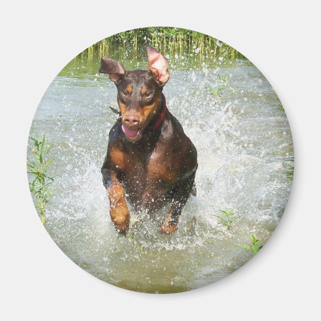 Doberman Magnet (Vorne)