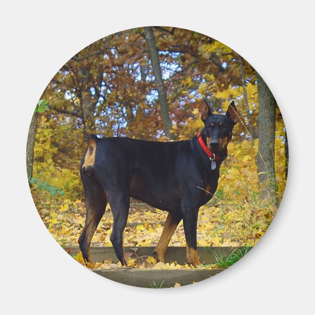 Doberman Magnet (Vorne)