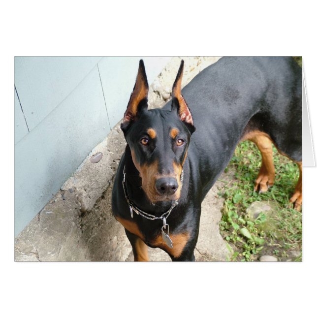 Doberman Pincher (Vorderseite (Horizontal))