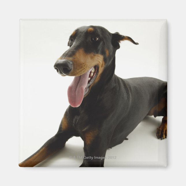 Doberman Pinscher 2 Magnet (Vorne)