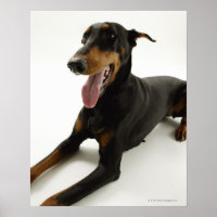 Doberman Pinscher 2