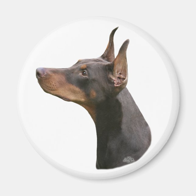 Doberman Pinscher Headstudy red Magnet (Vorne)